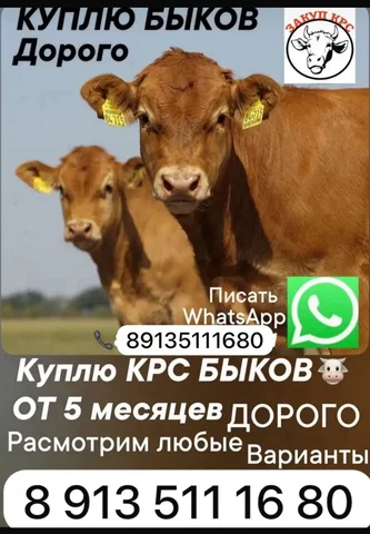 Покупка КРС на разведение и доращивание - частное объявление в Республика Хакасия