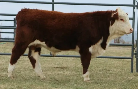 Покупка КРС в Хакасии - частное объявление в Хакасия