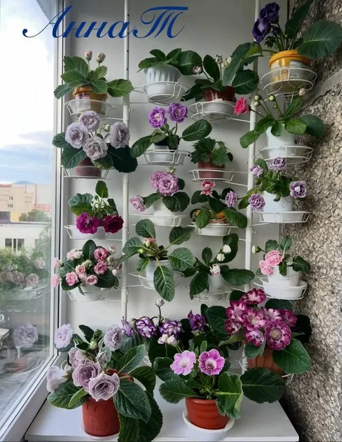 Продажа клубней глоксинии сортовой - Творчество и рукоделие в Саяногорск