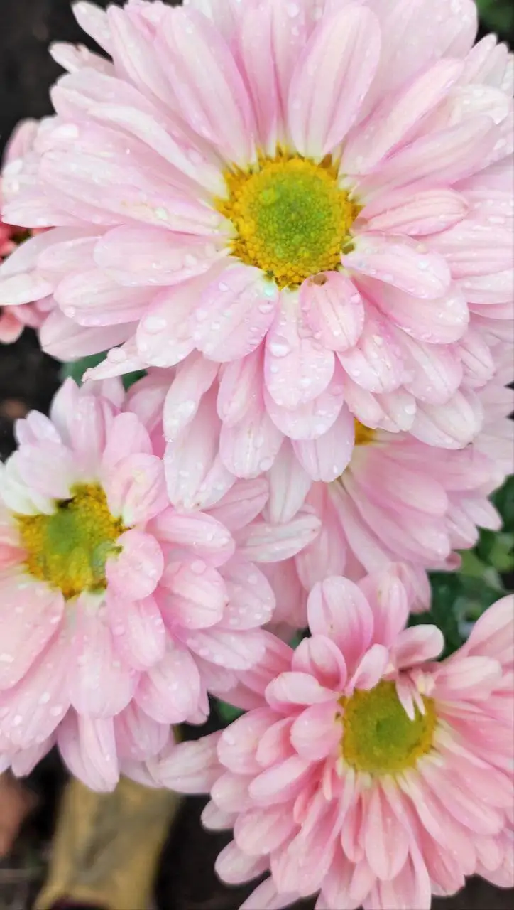 Хризантемы ранние и поздние на заказ в Черногорске - Растения (Хобби и отдых) в Черногорск