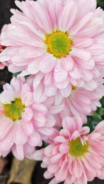 Хризантемы ранние и поздние на заказ в Черногорске - Творчество и рукоделие в Черногорск