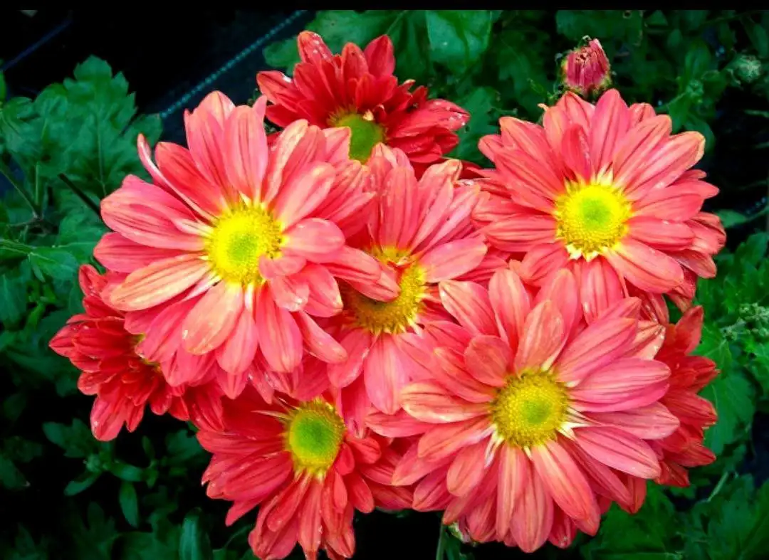 Хризантемы ранние и поздние на заказ в Черногорске - Растения (Хобби и отдых) в Черногорск