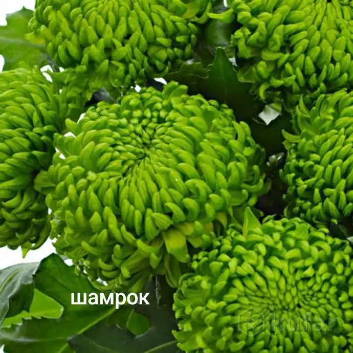 Хризантемы ранние и поздние на заказ в Черногорске - Растения (Хобби и отдых) в Черногорск