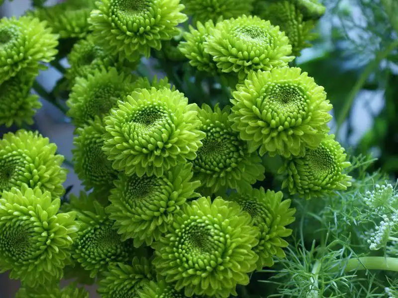 Хризантемы ранние и поздние на заказ в Черногорске - Растения (Хобби и отдых) в Черногорск