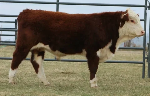 Закупка бычков на доращивание - частное объявление в Республика Хакасия