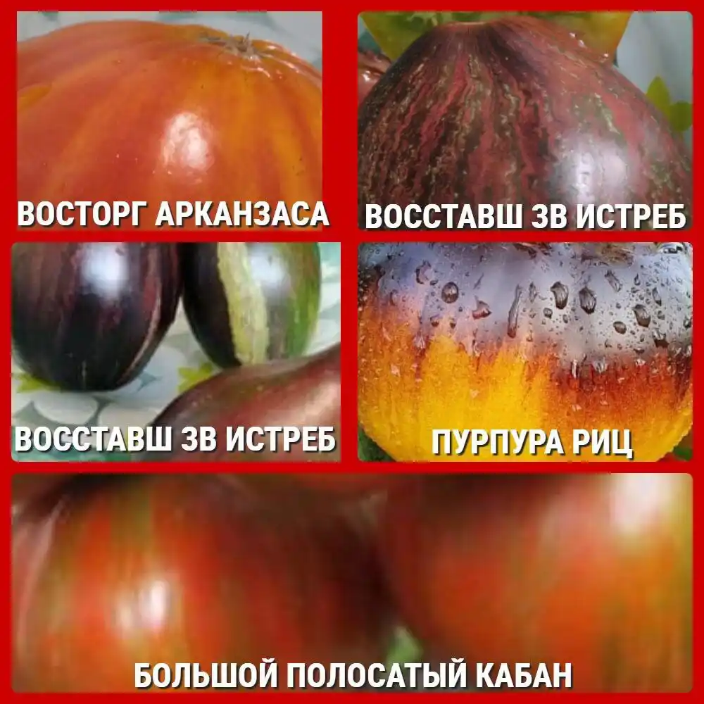 Семена коллекционных сортов томатов