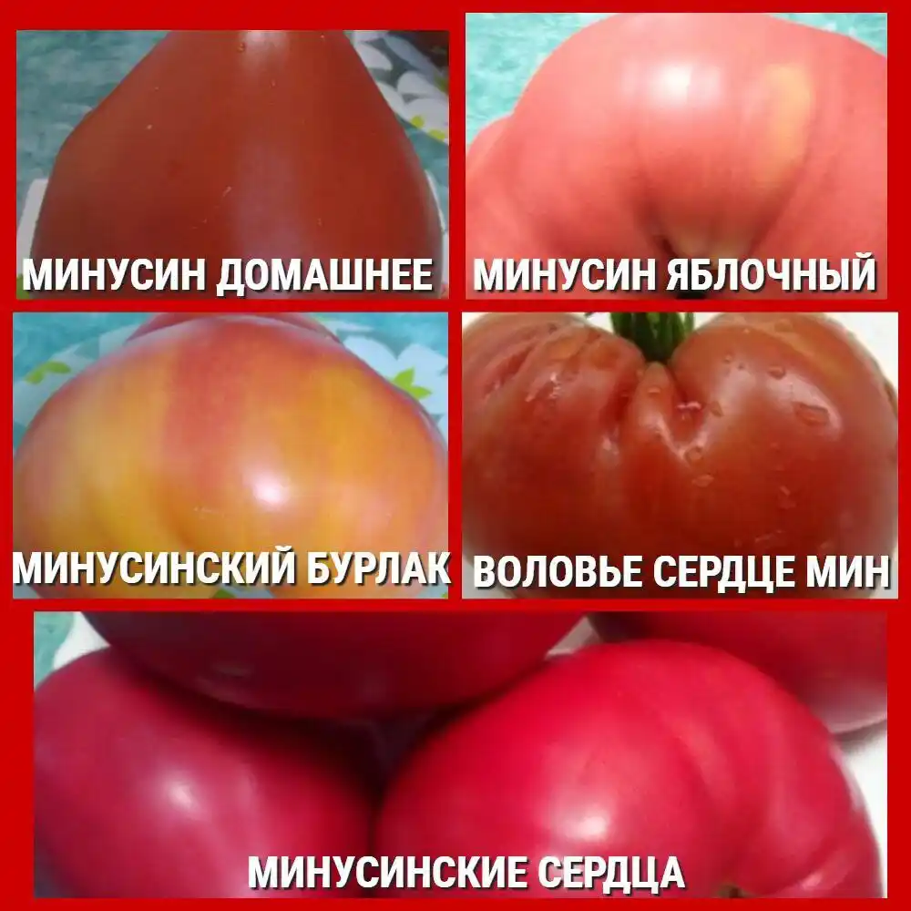 Семена коллекционных сортов томатов