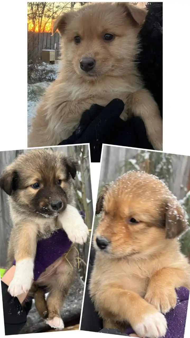 Щенки - Животные в Сургут