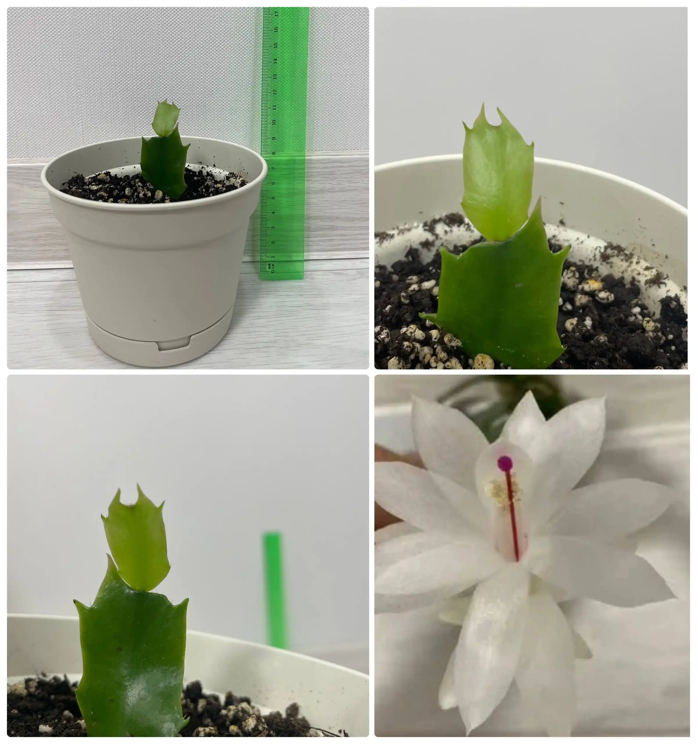 Продажа отростка декабриста с белыми цветками