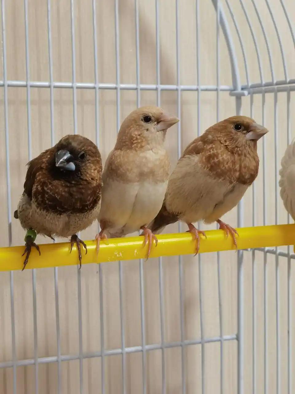 Продажа амадинов без клетки