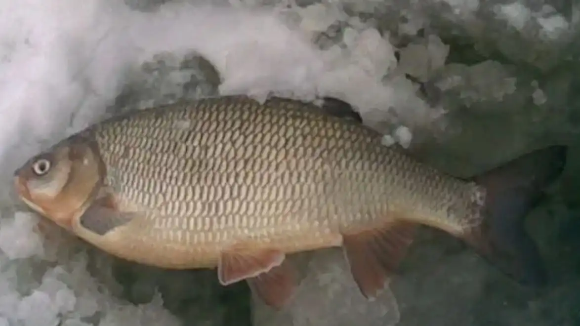 Свежий крупный язь