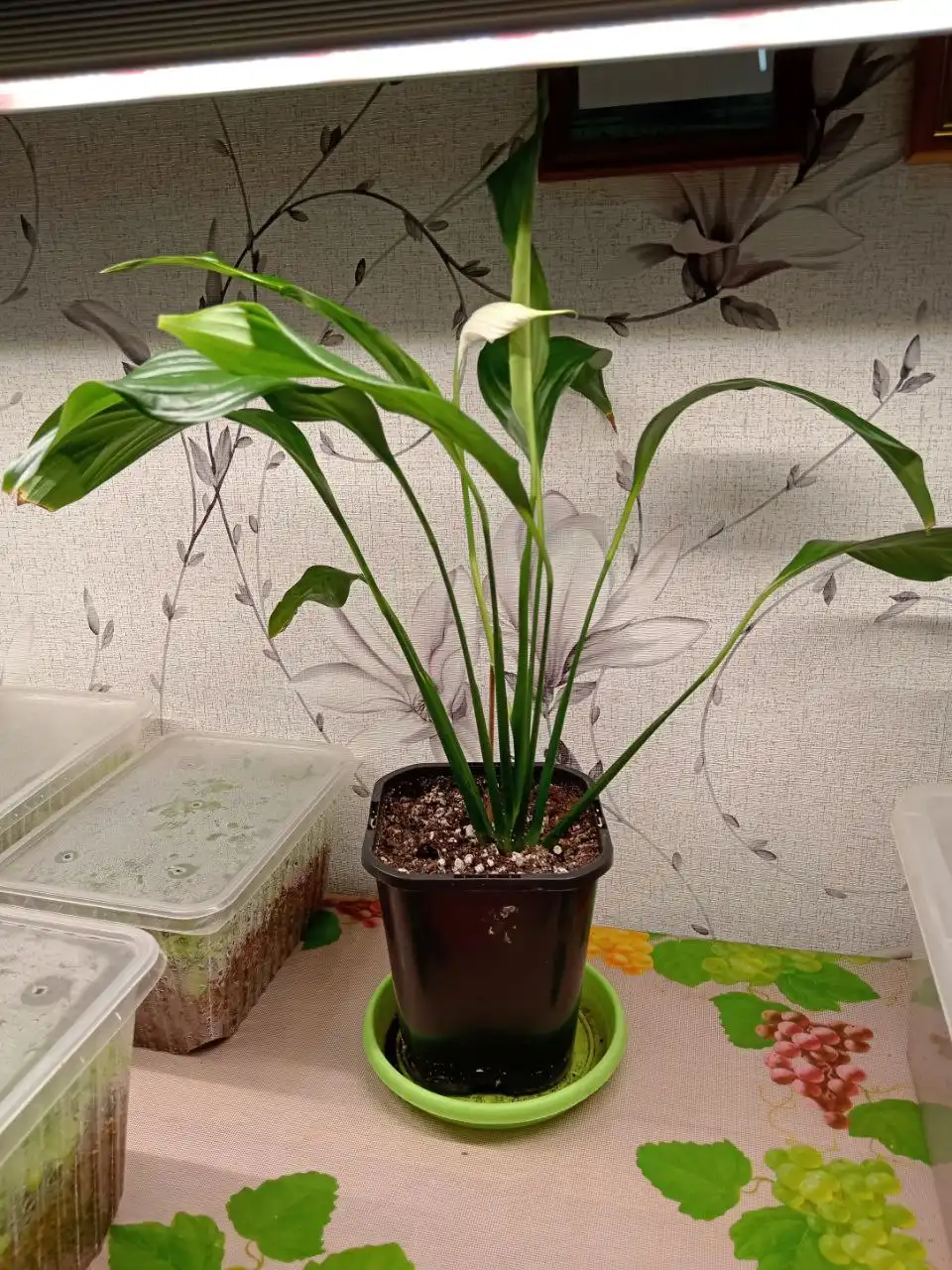 Спатифиллум корневая 1л