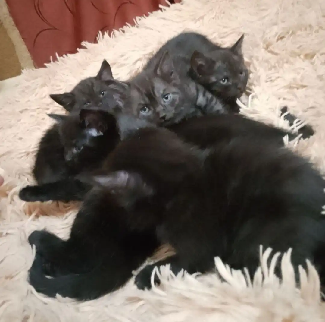 Отдам котят 1.5 месяца