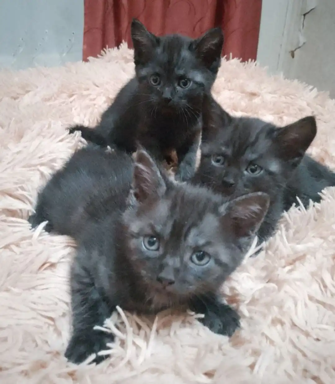 Отдам котят 1.5 месяца