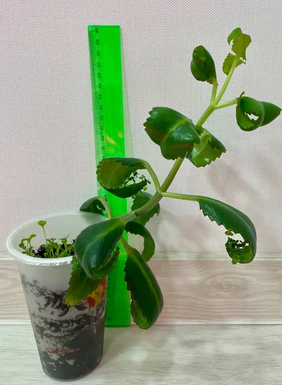 Продажа Каланхоэ Дегремона