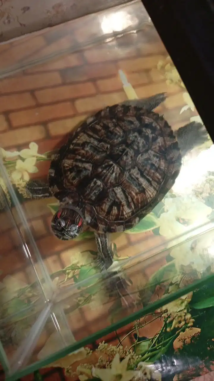 Красноухая черепаха с аквариумом в добрые руки