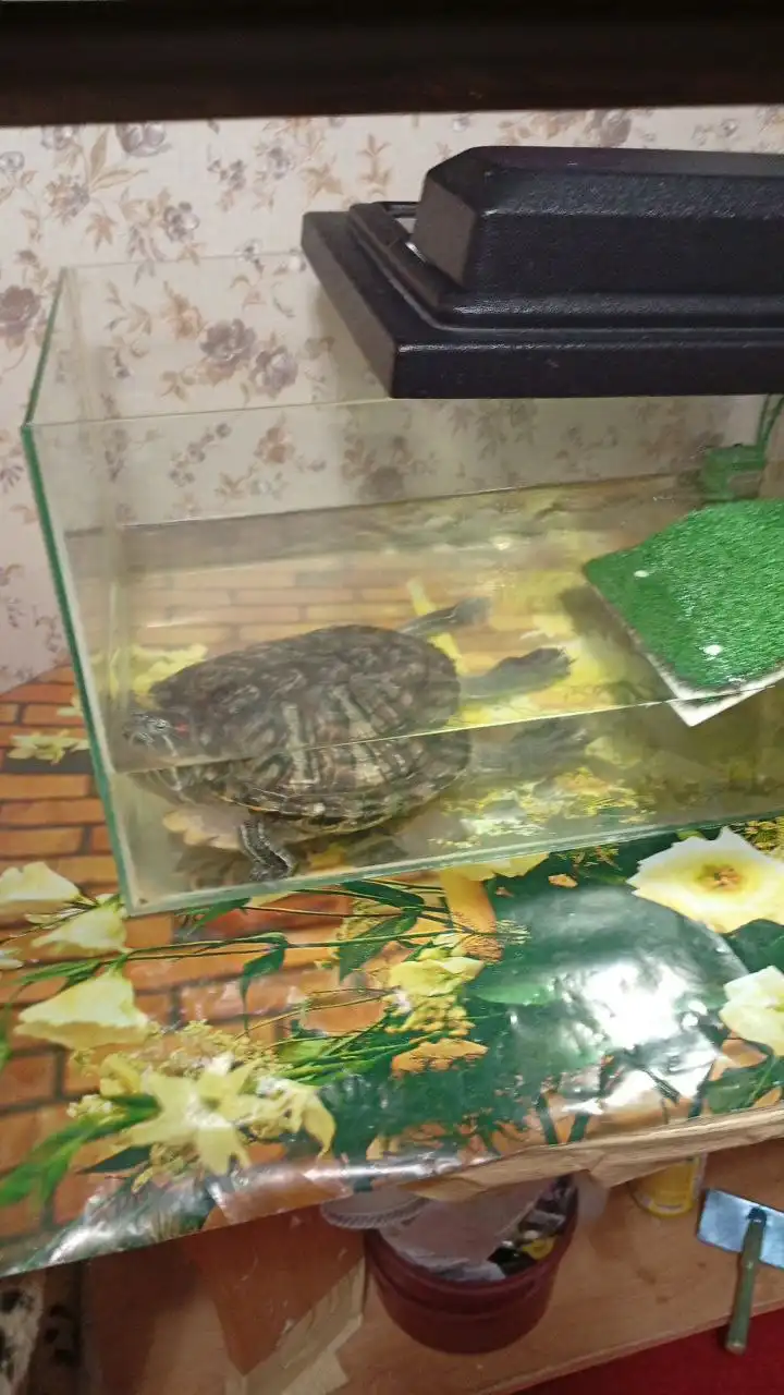 Красноухая черепаха с аквариумом в добрые руки