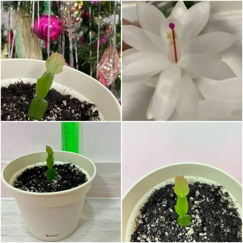 Продам отросток декабриста с белыми цветками - Хобби и отдых в Сургут