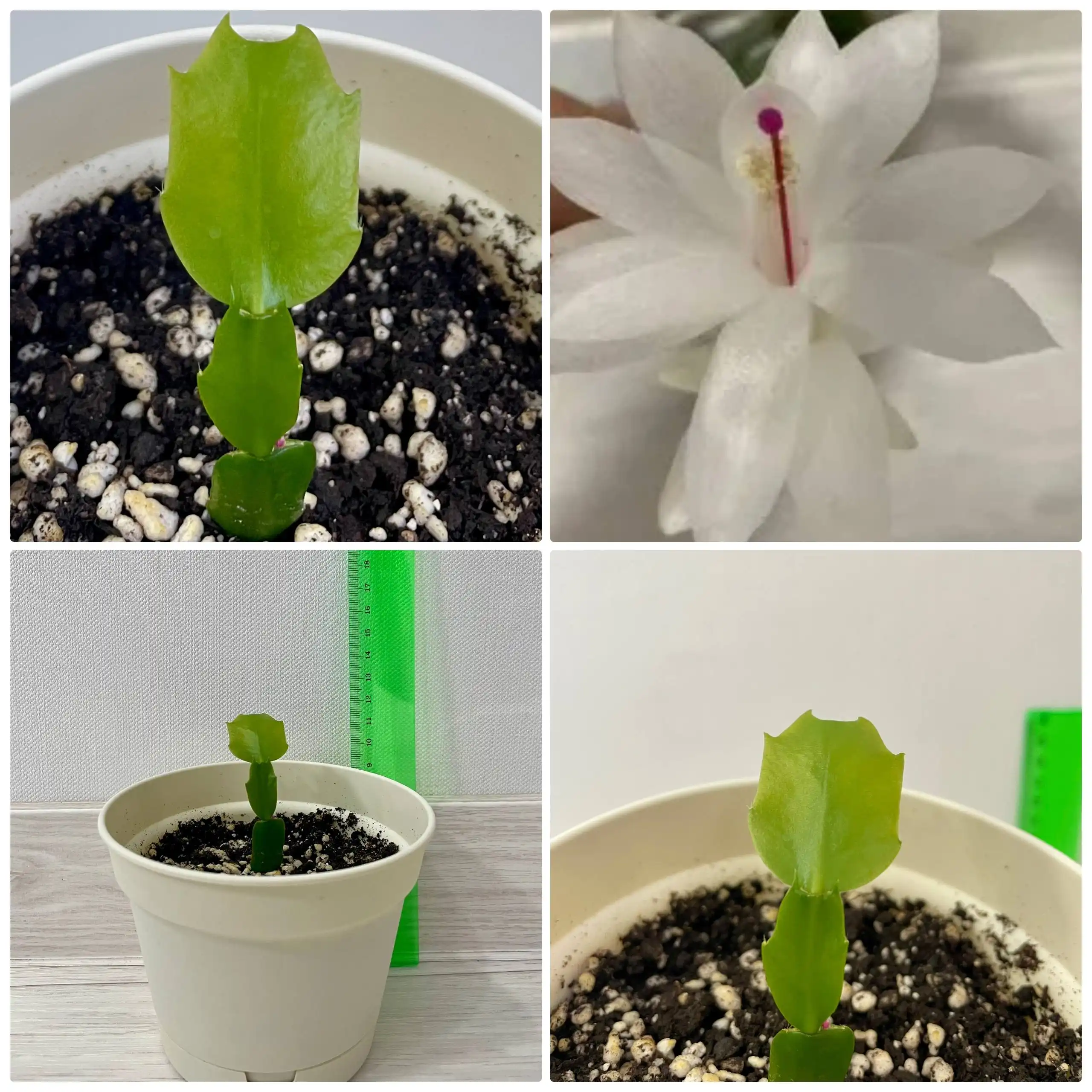 Декабрист белые цветки - Растения (Хобби и отдых) в Сургут