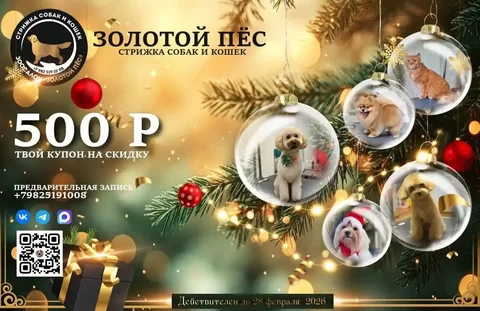 Купон на скидку 500 ₽ на груминг в зоосалоне - Кулинария в Сургут