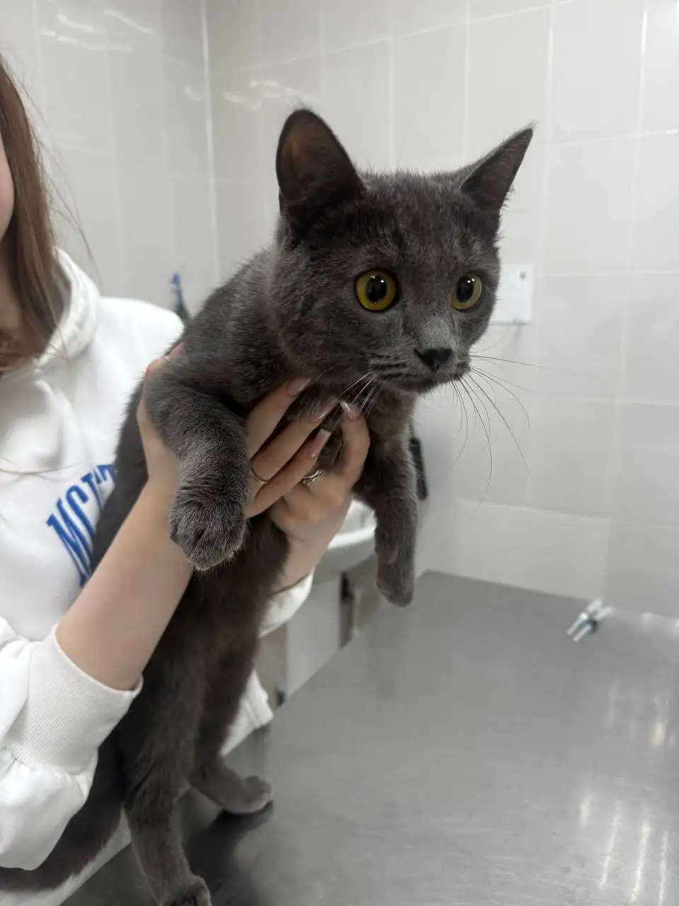 Котик Басик ищет свою семью - Кошки (Животные) в Сургут