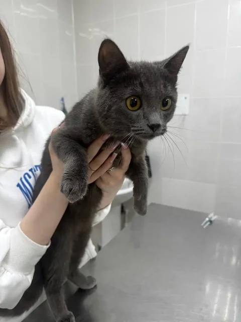 Котик Басик ищет свою семью - Животные в Сургут