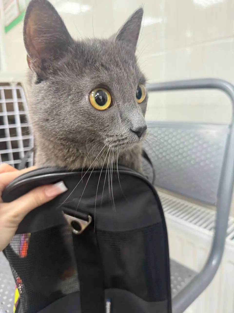 Котик Басик ищет свою семью - Кошки (Животные) в Сургут