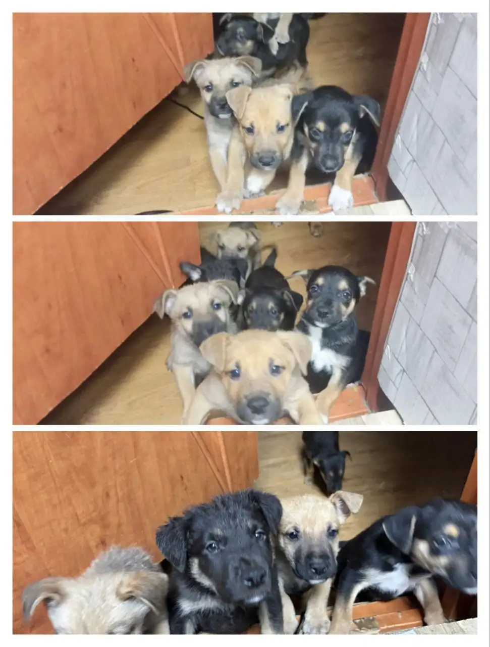 Щенки Стаффорда в Сургуте - Собаки (Животные) в Сургут