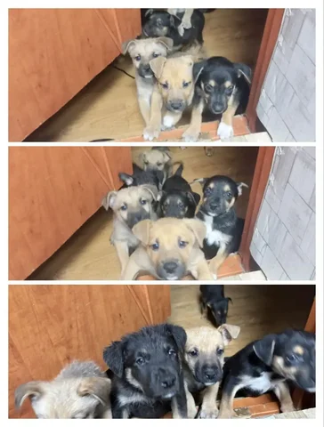 Щенки Стаффорда в Сургуте - Животные в Сургут