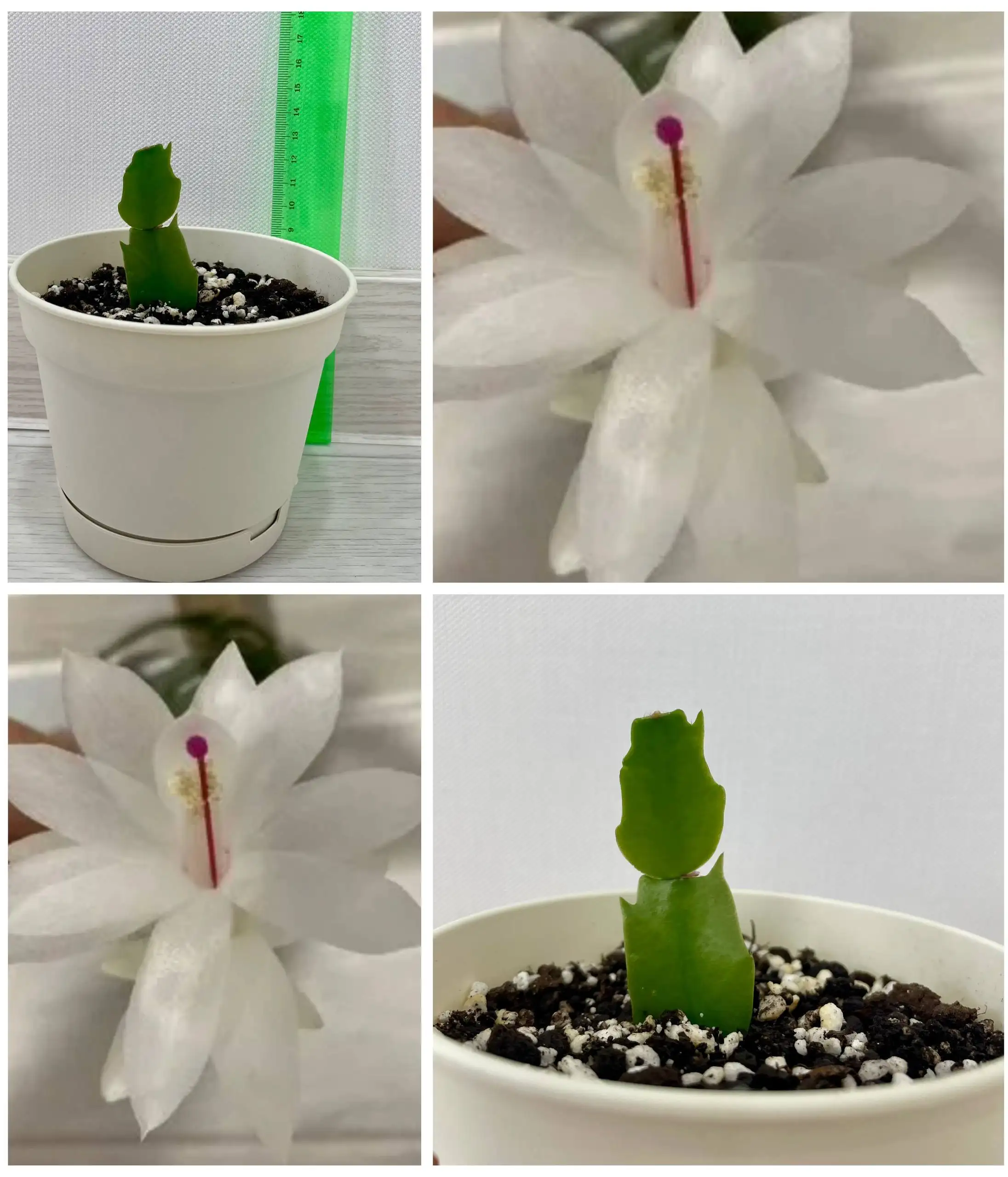 Продается отросток декабриста с белыми цветками - Растения (Хобби и отдых) в Сургут