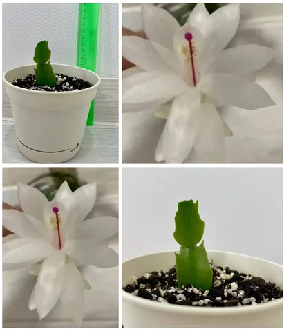 Продается отросток декабриста с белыми цветками - Хобби и отдых в Сургут