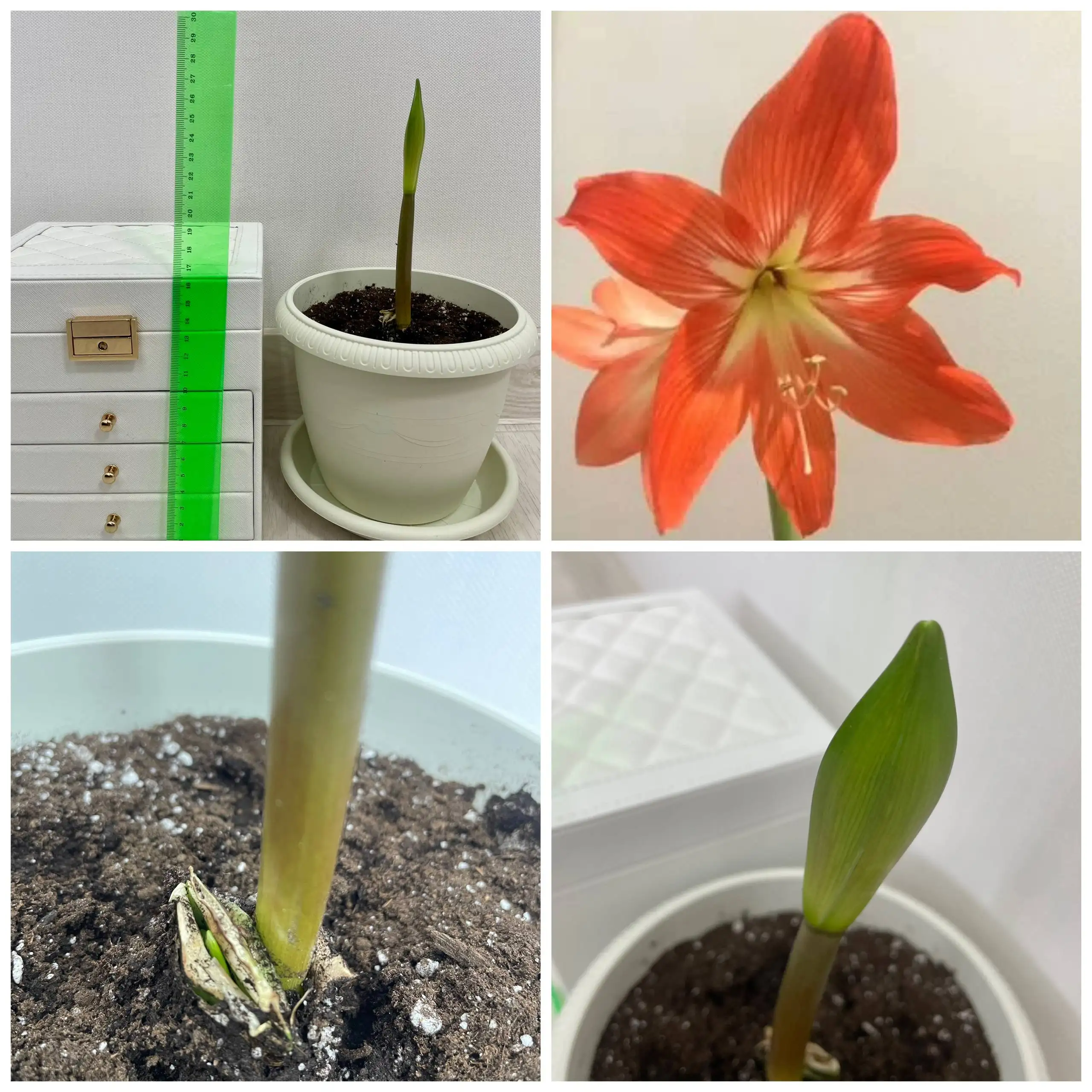 Гиппеаструм Амариллис взрослое растение - Растения (Хобби и отдых) в Сургут