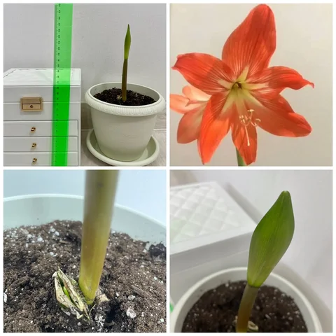 Гиппеаструм Амариллис взрослое растение - Творчество в Сургут