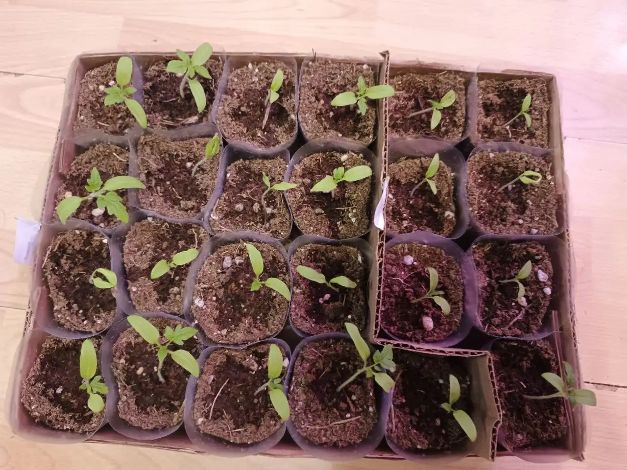 Рассада помидор различных сортов - Растения / Саженцы (Барахолка) в Сургут