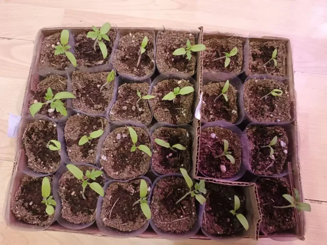 Рассада помидор различных сортов - null в Сургут