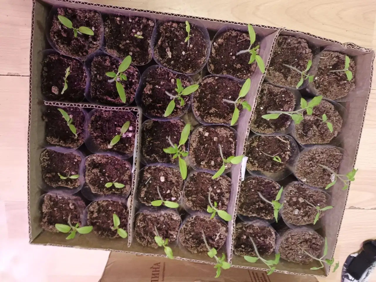 Рассада помидор различных сортов - Растения / Саженцы (Барахолка) в Сургут