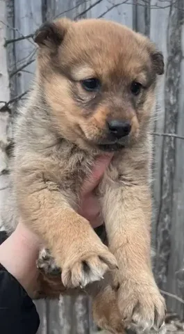 Щенок для семьи - Помощь животным в Сургут