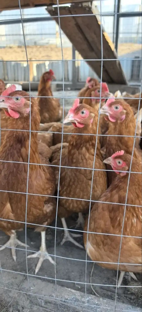 Яйца диетические домашние эко - Продукты питания в Сургут