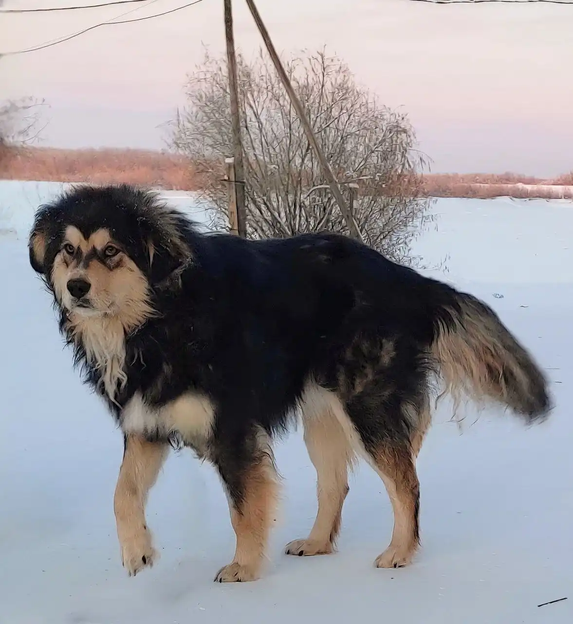 Сбор на содержание спасённых животных в Якутске - Благотворительность/Помощь (Животные) в Якутск