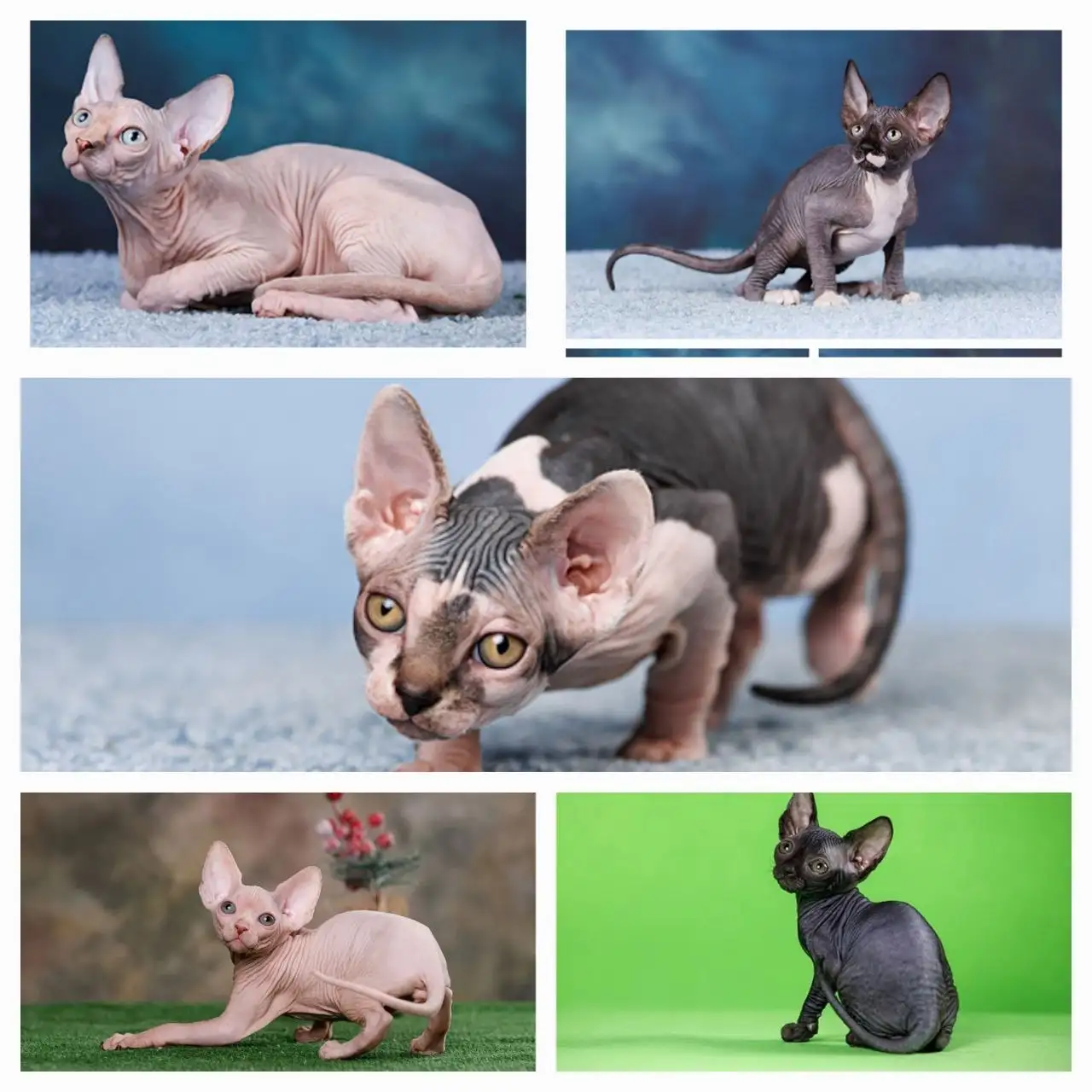 Котята канадского сфинкса, эльф, двэльф, бамбино - Кошки (Животные) в Москва