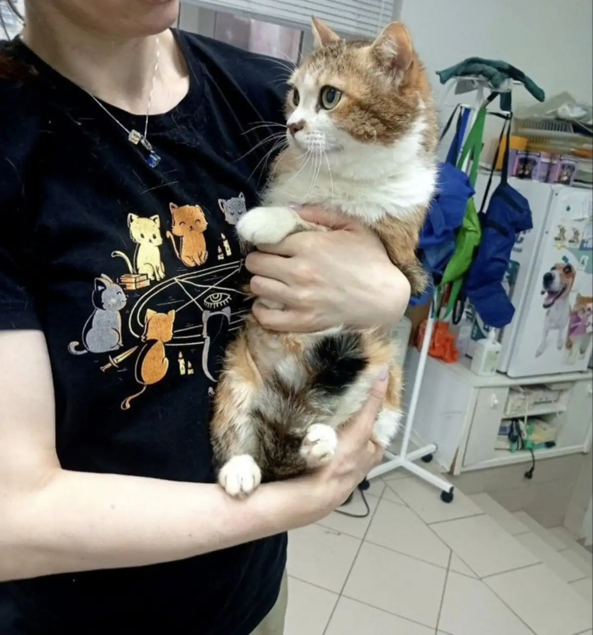 Кошка Герда ищет дом - Кошки (Животные) в Москва