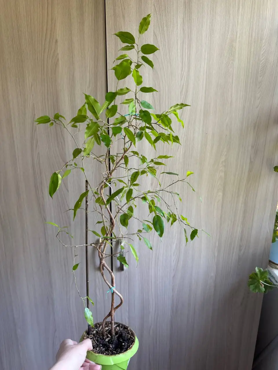 Продам фикусы и пеларгонии - Растения (Для дома и дачи) в Москва