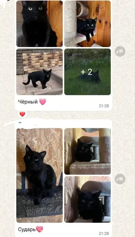 Бесплатно в добрые руки: 2 кота - частное объявление в Москва