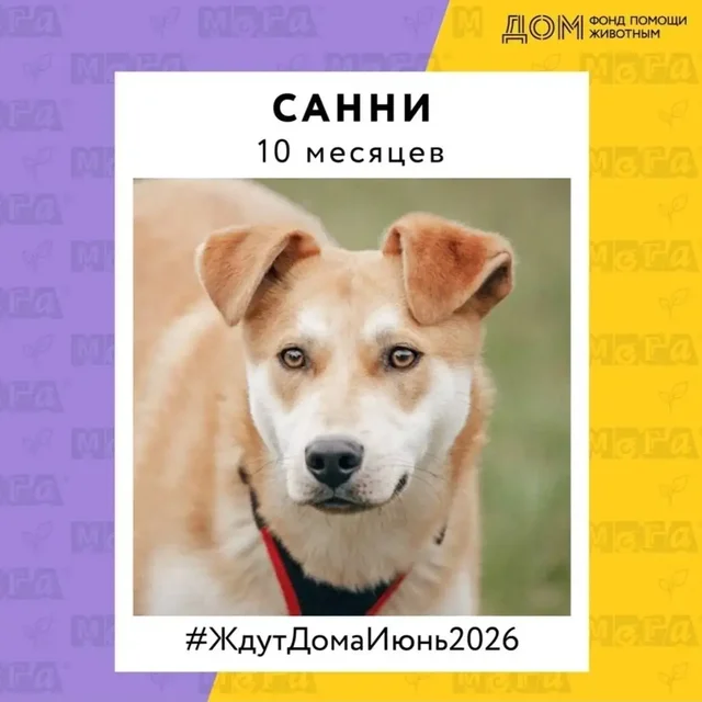 Выставка-пристройство собак ЖдутДомаИюню2026 - Корм для собак в Москва