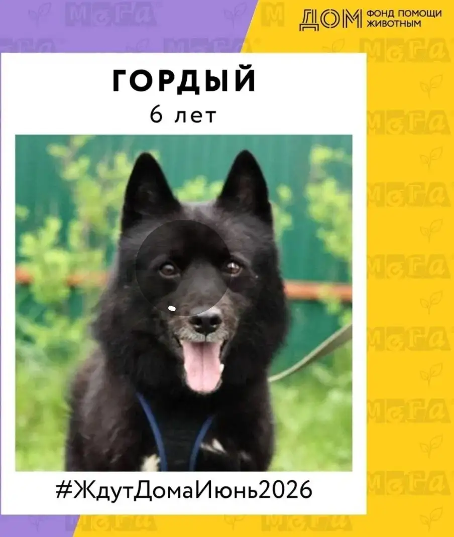 Выставка-пристройство собак ЖдутДомаИюню2026 - Собаки (Животные) в Москва