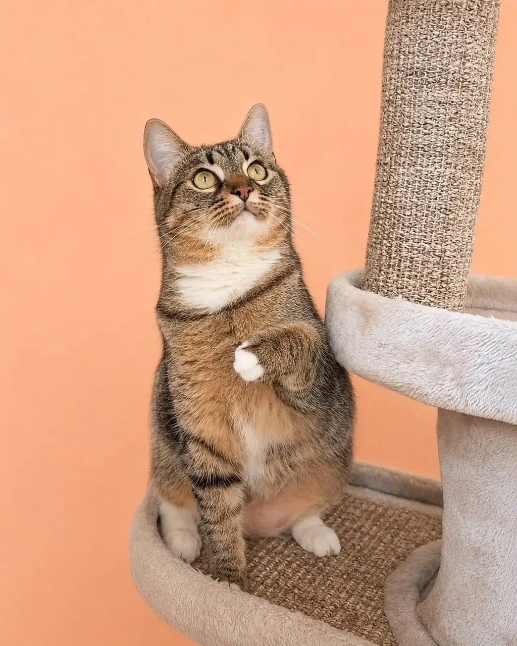 Кошечка Селин ищет дом - Кошки (Животные) в Москва