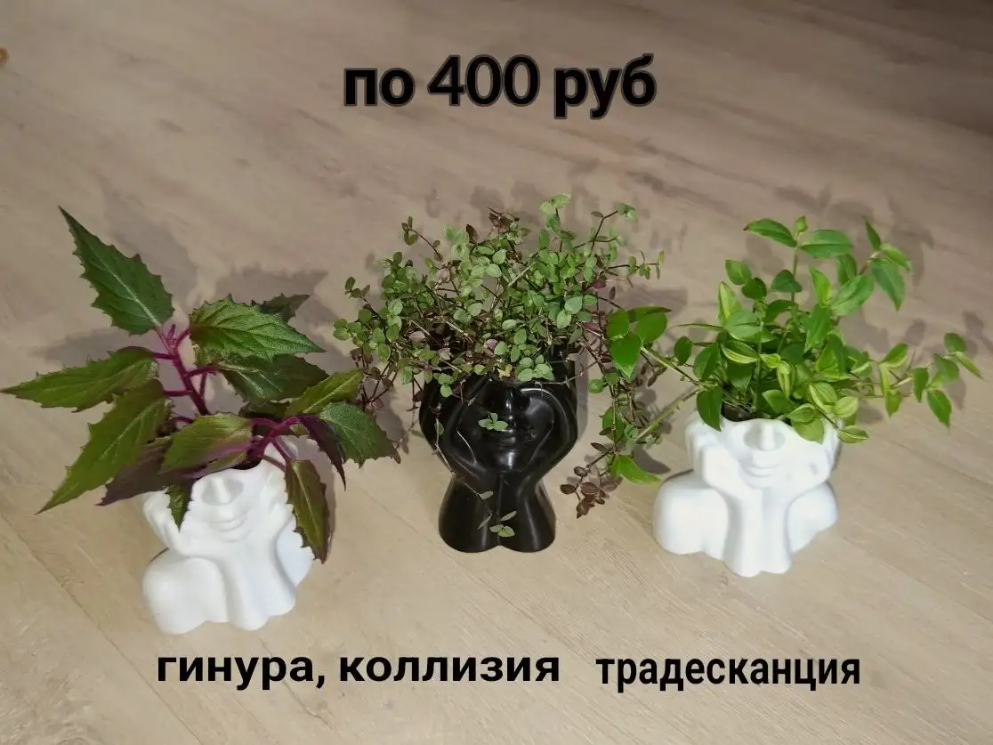 Продам растение с кашпо - Растения (Для дома и дачи) в Москва
