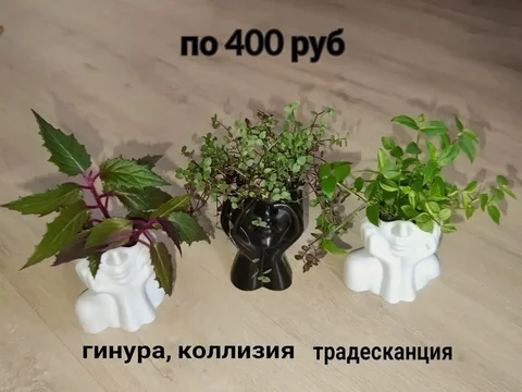 Продам растение с кашпо - Товары для ванной в Москва