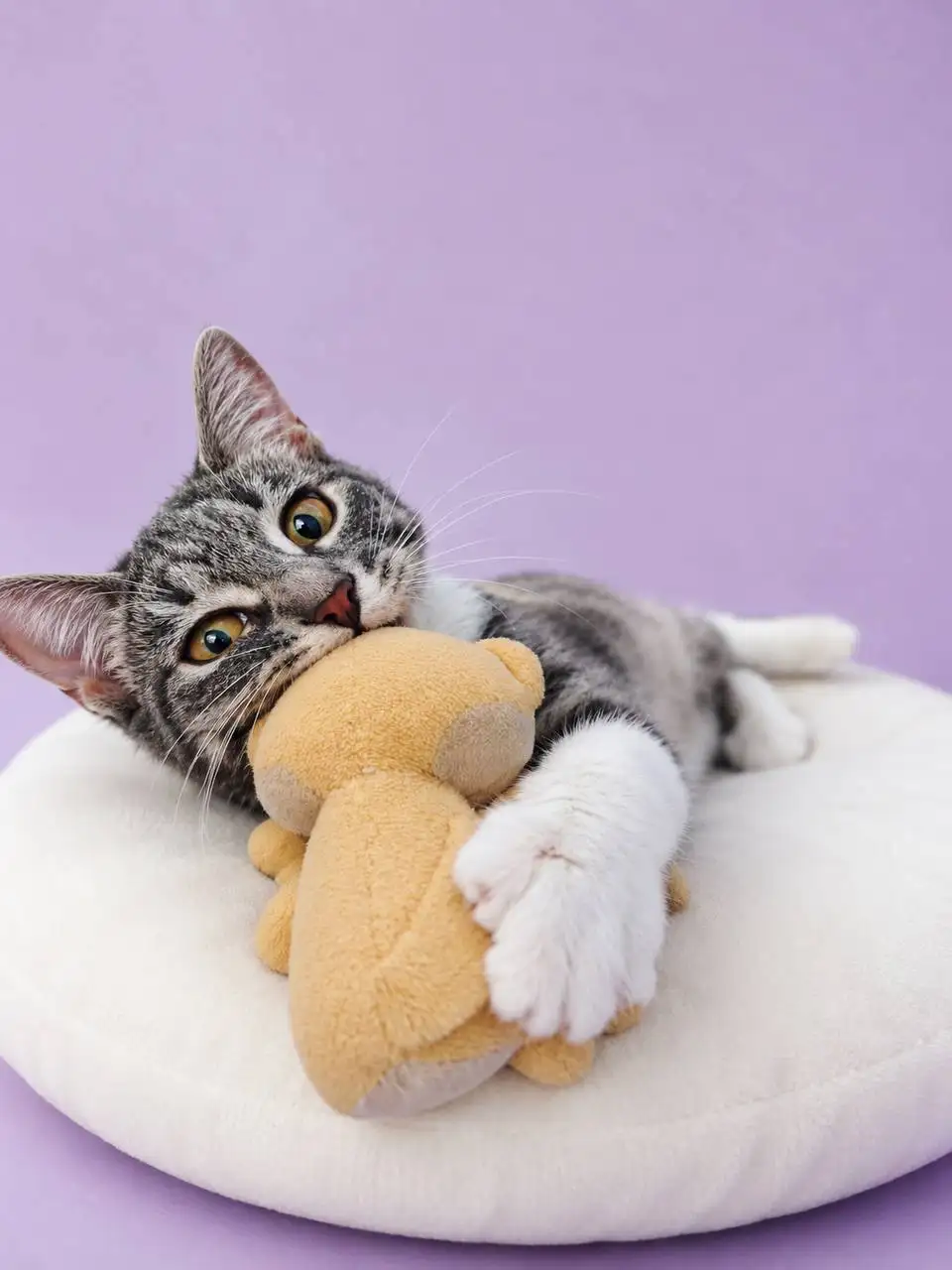 Кошечка Киви ищет дом - Кошки (Животные) в Москва