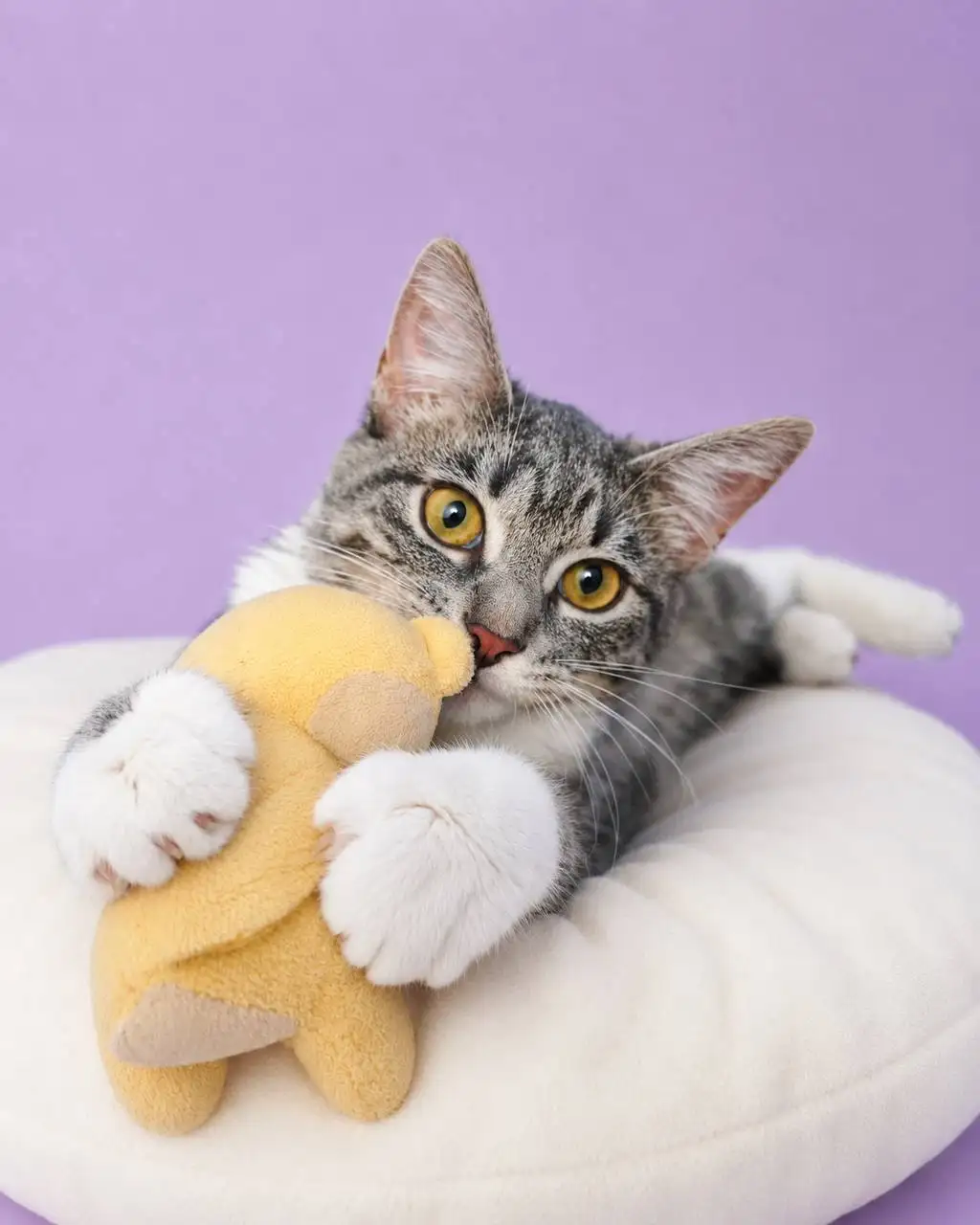 Кошечка Киви ищет дом - Кошки (Животные) в Москва